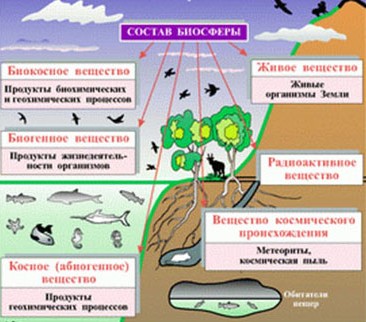 Структура биосферы Земли