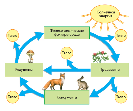 Экосистема планеты Земля