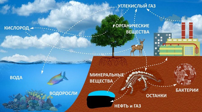 Схема круговорота веществ в природе